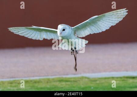 Un hibou de la grange commune (Tyto alba) qui vole dans les airs dans un centre de conservation, montrant des ailes et des plumes blanches. Banque D'Images