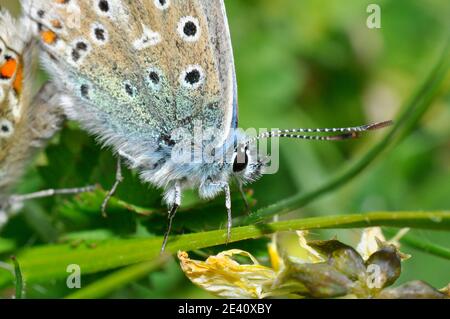 Couple d'accouplement de papillon bleu Adonis 'Polyommatus bellargus', mâle gros plan, herbage calcaire à la craie, fetch à cheval, Wiltshire, Angleterre, Royaume-Uni Banque D'Images
