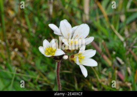 Prairie,Saxifrage Saxifraga granulata, pousse sur les crêtes rocheuses, les prairies, les taillis et les pâturages.Fleurs mai-juin.mise en danger : quasi menacée.Warminster, Banque D'Images