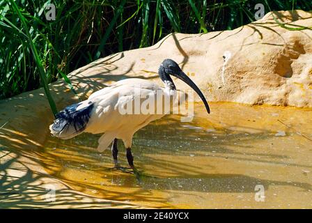 Australian white ibis Banque D'Images