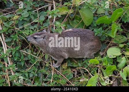 Au-dessus des feuilles d'un arbre en rotin vert se trouve un Hyrax de roche (Cape Hyrax). Un grand nombre d'animaux migrent vers la réserve naturelle nationale de Masai Mara à Ke Banque D'Images