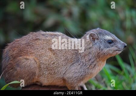 Le Rocher Hyrax (Cap Hyrax) est posé sur la pierre. La fourrure brune est belle. Un grand nombre d'animaux migrent vers le Masai Mara National Wildlife Ref Banque D'Images