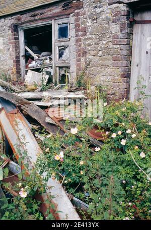 Détail Derelict bâtiments de ferme pleine de ferraille et surcultivée avec la fleur de rose sauvage et de la buddlela, la mère-combe, deven Banque D'Images