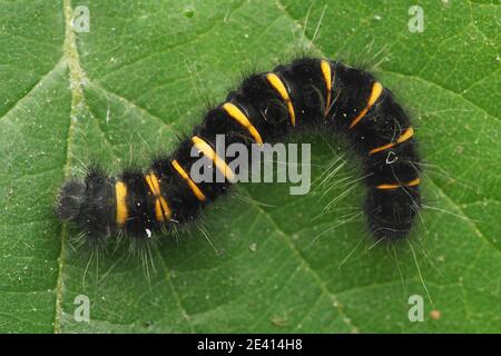 Vue dorsale de la chenille de Fox Moth (Macrothylacia rubi). Tipperary, Irlande Banque D'Images