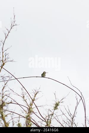 Un petit colibri reposant sur une branche courbée d'un arbre. Banque D'Images