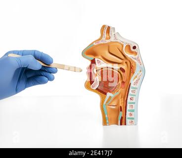 Otolaryngologiste tenant la spatule d'inspection de la gorge près du modèle anatomique de cavité nasale et orale. Diagnostic et traitement des maladies ORL Banque D'Images