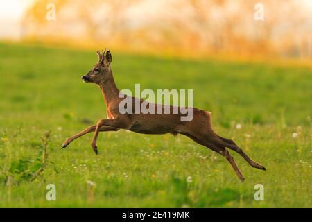 Cerf de Virginie dans leur habitat naturel. Banque D'Images