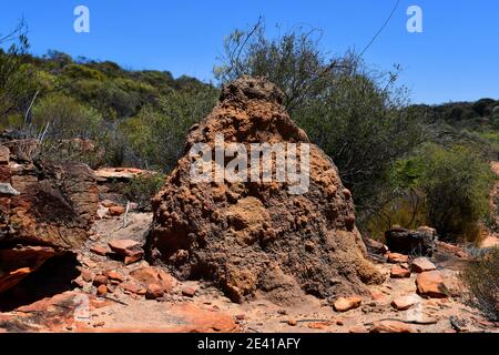 Australie, chien termite dans le parc national de Kalbarri Banque D'Images