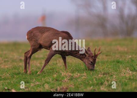 Cerf de Virginie dans leur habitat naturel. Banque D'Images