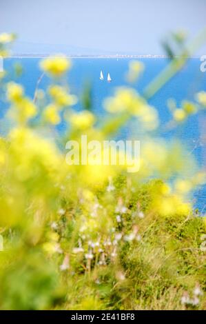 Bateaux à voile en mer vus à travers les fleurs. La plage de la ville en arrière-plan. Vue de Collioure (France) Banque D'Images