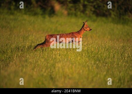 Cerf de Virginie dans leur habitat naturel. Banque D'Images