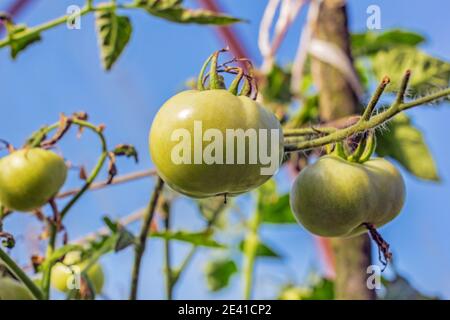 Jolies tomates vertes sur la branche dans le jardin à l'été ensoleillé jour Banque D'Images