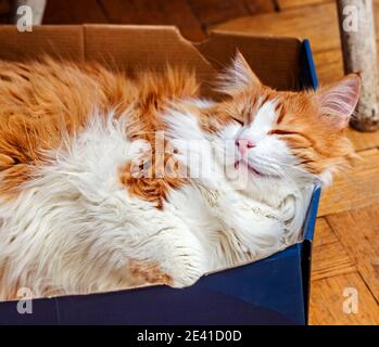 Un joli chat blanc et rouge adulte dort dans une boîte bleue Banque D'Images