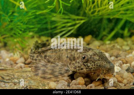 Hypostomus plecostomus, également connu sous le nom de poisson-chat à succion ou de pleco commun, est un poisson tropical appartenant à la famille des poissons-chats blindés (Loricar Banque D'Images