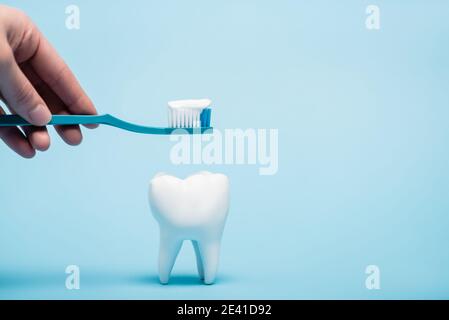 Vue courte de la femme tenant le dentifrice et la brosse à dents près de la dent modèle sur fond bleu Banque D'Images