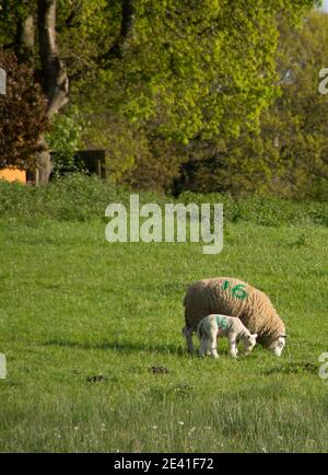 mère mouton et son bébé agneau pâturage dans un champ sur fond de feuillage de printemps vert frais Banque D'Images