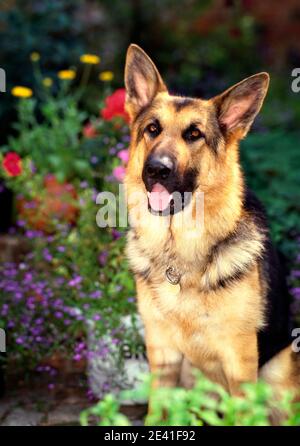 CHIEN DE BERGER ALLEMAND : Make My Day (Deutscher Schäferhund/Alsatian) Banque D'Images