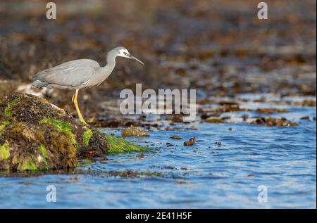 Egretta novaehollandiae, pêche le long de la rive, Nouvelle-Zélande, île Stewart, Oban Banque D'Images