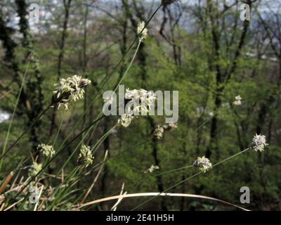 Landes bleues (Sesleria caerulea, Seseseleria albicans), floraison, Allemagne, Rhénanie-du-Nord-Westphalie Banque D'Images