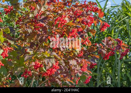 Viburnum rose-guelder (Viburnum opulus), avec feuilles d'automne et fruits mûrs, Allemagne, Bavière Banque D'Images