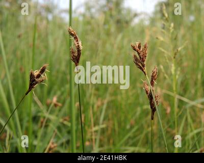 Carex (Carex praecox), floraison, Allemagne, Rhénanie-du-Nord-Westphalie Banque D'Images