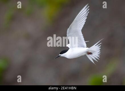 Sterne à façade blanche (Sterna striata), volant devant une falaise côtière, Nouvelle-Zélande, île du Sud, Invercargill Banque D'Images