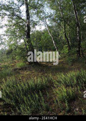 Sauge à germer, sauge à bois, germander à feuilles de sauge (Teucrium scorodonia), floraison dans une forêt de bouleau, Allemagne Banque D'Images