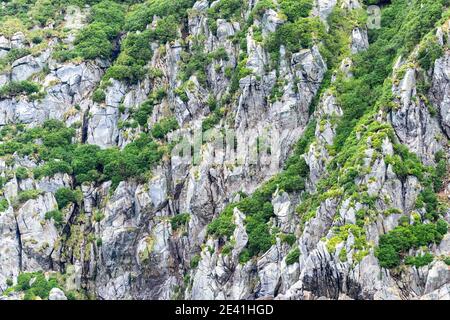 Falaise côtière escarpée sur les Snares, Nouvelle-Zélande, les Snares Banque D'Images