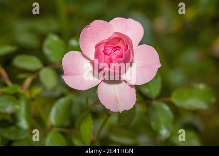 Rose ornementale (spéc. Rosa), fleur rose pâle Banque D'Images