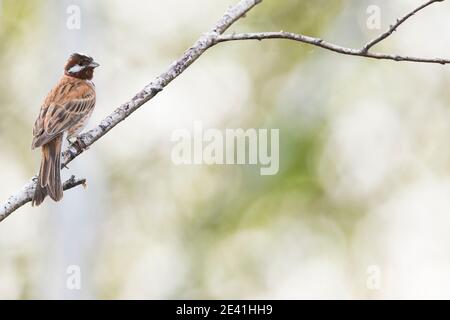 Pinède (Emberiza leucocephalos, Emberiza leucocephalos leucocephalos), mâle adulte perchée dans un arbre, Russie, Baikal Banque D'Images