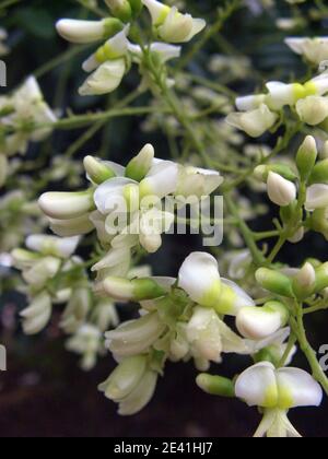 Arbre pagode japonais (Styphnolobium japonicum, Sophora japonica), fleurs Banque D'Images