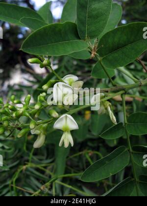 Arbre pagode japonais (Styphnolobium japonicum, Sophora japonica), fleurs Banque D'Images