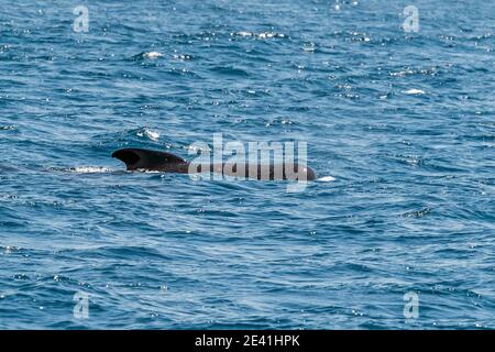 Baleine pilote à longues têtes, baleine à tête plate, baleine caaing, baleine pilote à longue nageoire, baleine pilote de l'Atlantique, Blackfish, Baleine pilote à petites finettes (Globicephala Banque D'Images