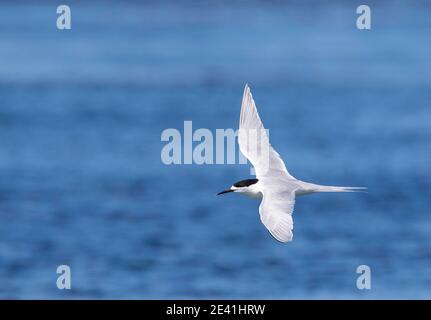 Sterne à façade blanche (Sterna striata), adulte volant au-dessus de l'océan, Nouvelle-Zélande, Île du Sud, Invercargill Banque D'Images