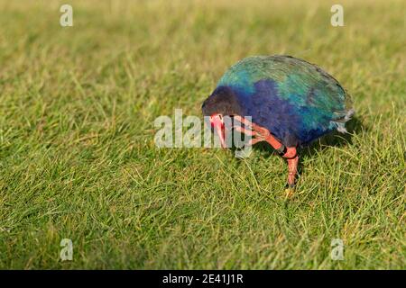 Île du Sud takahe, nosnis, takahe (Porphyrio hochstetteri), égratignure de la tête dans un pré, vue latérale, Nouvelle-Zélande, Île du Nord, Tawharanui Banque D'Images