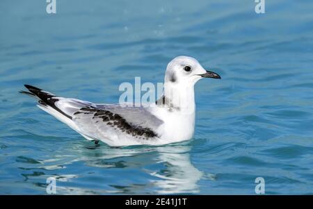 Kittiwake à pattes noires (Rissa tridactyla, Rissa tridactyla tridactyla tridactyla, Larus tridactyla), baignade juvénile, Islande, Auturland Banque D'Images