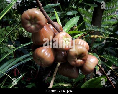 Pomme de cire, pomme de Java, pomme de rose de Semarang, jambu de cire (Eugenia javanica, Syzygium samarangense), fruits sur un arbre Banque D'Images