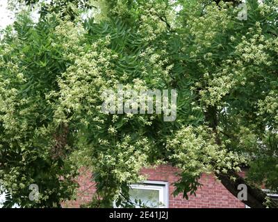 Arbre de pagode japonais (Styphnolobium japonicum, Sophora japonica), arbre dans un jardin avant Banque D'Images