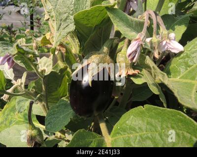 L'aubergine, l'aubergine (Solanum melongena), de fruits Banque D'Images