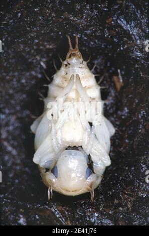 Grand coléoptère d'argent, Grand coléoptère d'eau noire, Grand coléoptère d'eau argentée, coléoptère d'eau de plongée (Hydrophilus piceus, Hydrous piceus), pupa, Just Banque D'Images