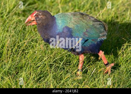 Île du Sud takahe, nosnis, takahe (Porphyrio hochstetteri), manger de l'herbe dans un pré, vue latérale, Nouvelle-Zélande, Île du Nord, Tawharanui Banque D'Images