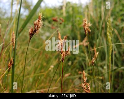 Carex (Carex praecox), floraison, Allemagne, Rhénanie-du-Nord-Westphalie Banque D'Images