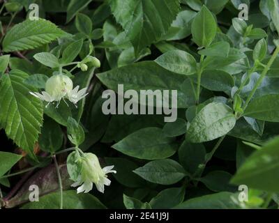 mouche du berry (Cucubalus baccifer, Silene baccifera), floraison, Allemagne Banque D'Images