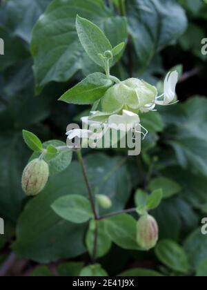 mouche du berry (Cucubalus baccifer, Silene baccifera), floraison, Allemagne Banque D'Images