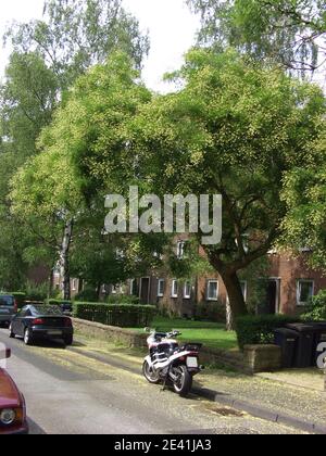 Arbre de pagode japonais (Styphnolobium japonicum, Sophora japonica), arbre dans un jardin avant Banque D'Images