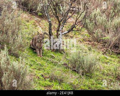 Lynx ibérique (Lynx pardinus), femme assise sur une pente, vue de face, Espagne, Andalousie, Sierra Morena Banque D'Images