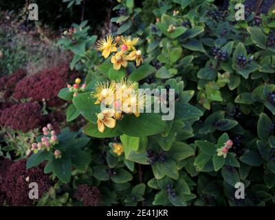 Tutsan (Hypericum androsaemum), floraison et frittage Banque D'Images