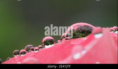 gros plan des gouttes d'eau sur le bord d'un rose pétales de rose Banque D'Images