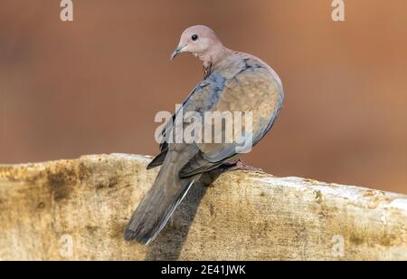 Egyptien riant Dove (Streptopelia senegalensis aegyptiaca, Streptopelia aegyptiaca), perché sur un mur, Égypte, Shams Alam Banque D'Images