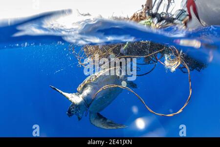 Tortue de mer à tête plate, tête plate (Caretta caretta), piégée dans un filet fantôme flottant, Açores, Pico Banque D'Images